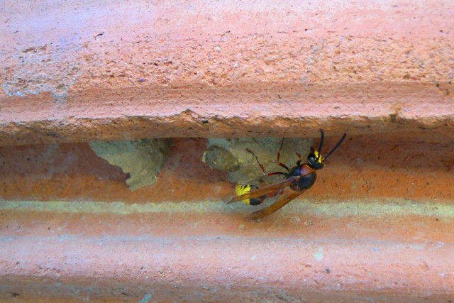 Delta unguiculatum? nido